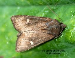 Attēlu rezultāti vaicājumam “Celaena leucostigma”