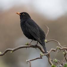 Attēlu rezultāti vaicājumam “Turdus merula male”