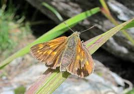 Attēlu rezultāti vaicājumam “Hesperia comma underside”