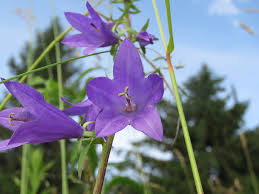 Image result for Campanula rapunculoides