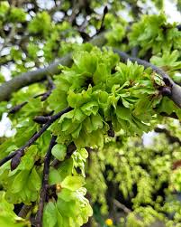 Attēlu rezultāti vaicājumam “Ulmus glabra flower”