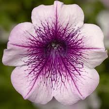Image result for Petunia hybrida