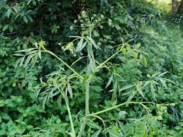 Attēlu rezultāti vaicājumam “Cicuta virosa”