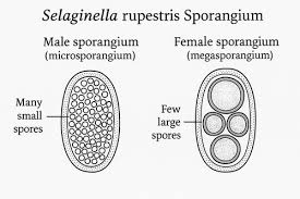 Attēlu rezultāti vaicājumam “Gloeocapsa rupestris”