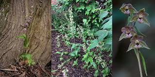 Attēlu rezultāti vaicājumam “Epipactis helleborine flower”