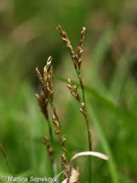 Attēlu rezultāti vaicājumam “Carex digitata fruit”