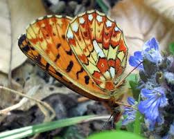 Attēlu rezultāti vaicājumam “Clossiana euphrosyne”