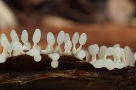 Attēlu rezultāti vaicājumam “Diachea subsessilis young”