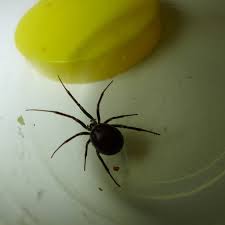 Attēlu rezultāti vaicājumam “Steatoda grossa”