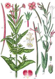 Attēlu rezultāti vaicājumam “Epilobium hirsutum”