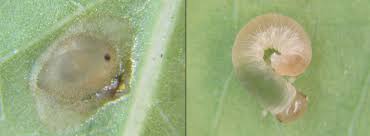 Attēlu rezultāti vaicājumam “Tenthredo campestris female”