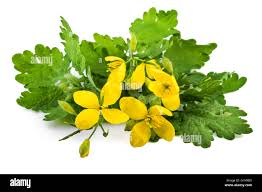Image result for Chelidonium majus