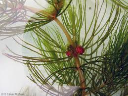 Attēlu rezultāti vaicājumam “Ceratophyllum demersum”