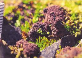 Attēlu rezultāti vaicājumam “Sanionia uncinata  sporophyte”