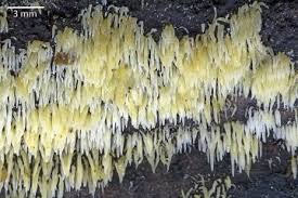 Attēlu rezultāti vaicājumam “Mucronella calva”