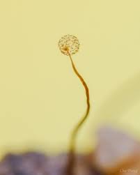 Attēlu rezultāti vaicājumam “Cribraria microcarpa spores”