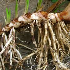 Attēlu rezultāti vaicājumam “Acorus calamus”