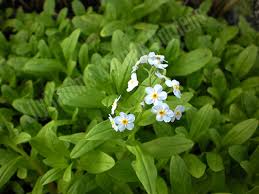 Attēlu rezultāti vaicājumam “Myosotis scorpioides bud”
