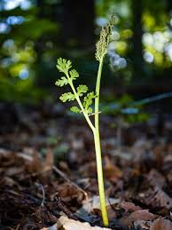 Attēlu rezultāti vaicājumam “Botrychium matricariifolium”