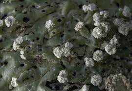 Attēlu rezultāti vaicājumam “Menegazzia terebrata”