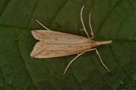 Attēlu rezultāti vaicājumam “Donacaula mucronella”