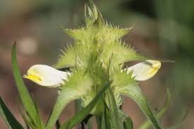 Attēlu rezultāti vaicājumam “Melampyrum cristatum”