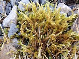 Attēlu rezultāti vaicājumam “Brachythecium albicans”