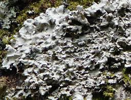 Attēlu rezultāti vaicājumam “Lobaria amplissima”