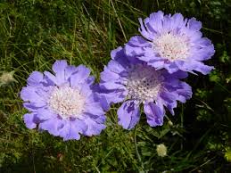 Image result for scabiosa caucasica