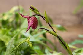Attēlu rezultāti vaicājumam “Cypripedium calceolus leaf”