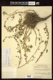 Image result for Artemisia gmelinii