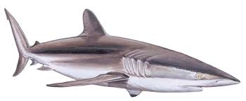 Image result for Carcharhinus