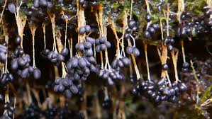 Attēlu rezultāti vaicājumam “Badhamia affinis spores”