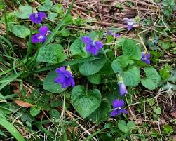 Attēlu rezultāti vaicājumam “Viola sororia flower”