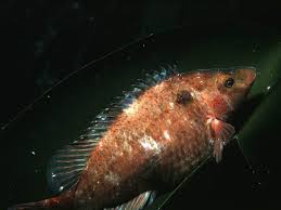 Image result for Symphodus melops