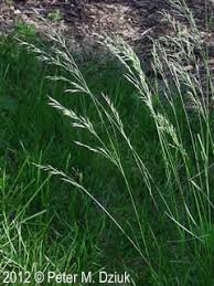 Attēlu rezultāti vaicājumam “Festuca rubra subsp. rubra fruit”