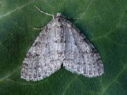 Attēlu rezultāti vaicājumam “Trichopteryx carpinata”