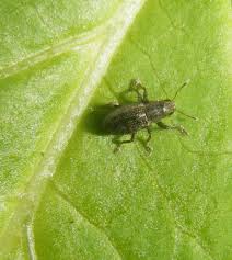 Attēlu rezultāti vaicājumam “Sitona sp.”