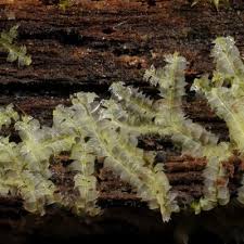 Attēlu rezultāti vaicājumam “Lophocolea coadunata”