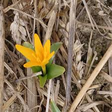 Attēlu rezultāti vaicājumam “Colchicum luteum flower”