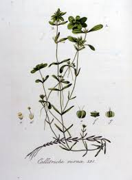 Attēlu rezultāti vaicājumam “Callitriche verna”