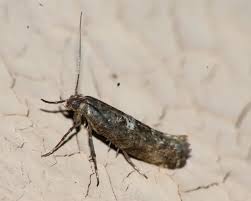 Attēlu rezultāti vaicājumam “Acrolepiopsis assectella”