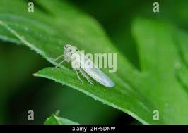 Attēlu rezultāti vaicājumam “Macrosteles nymph”