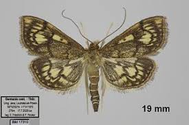 Attēlu rezultāti vaicājumam “Anania stachydalis”