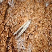 Attēlu rezultāti vaicājumam “Coleophora alticolella”