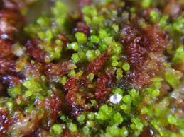 Attēlu rezultāti vaicājumam “Cladopodiella francisci”