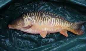 Image result for Runnymede Angling Association