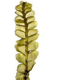 Attēlu rezultāti vaicājumam “Chiloscyphus pallescens”