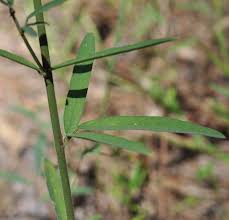 Attēlu rezultāti vaicājumam “Lycogala persicum sessile”