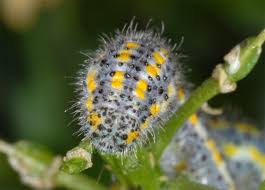 Attēlu rezultāti vaicājumam “Pontia edusa”